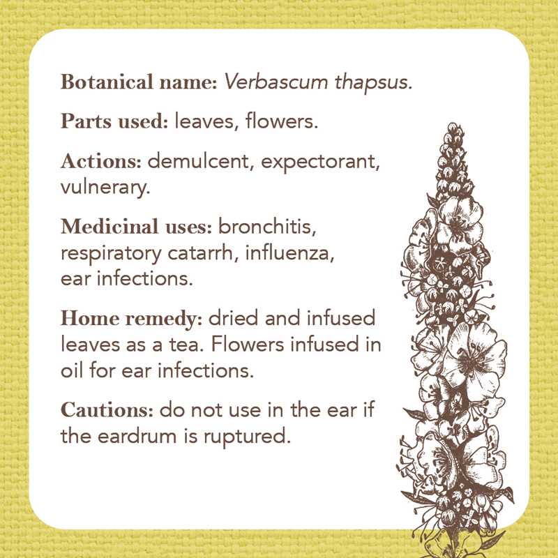 Apothecary Flashcards by Nicola McIntosh