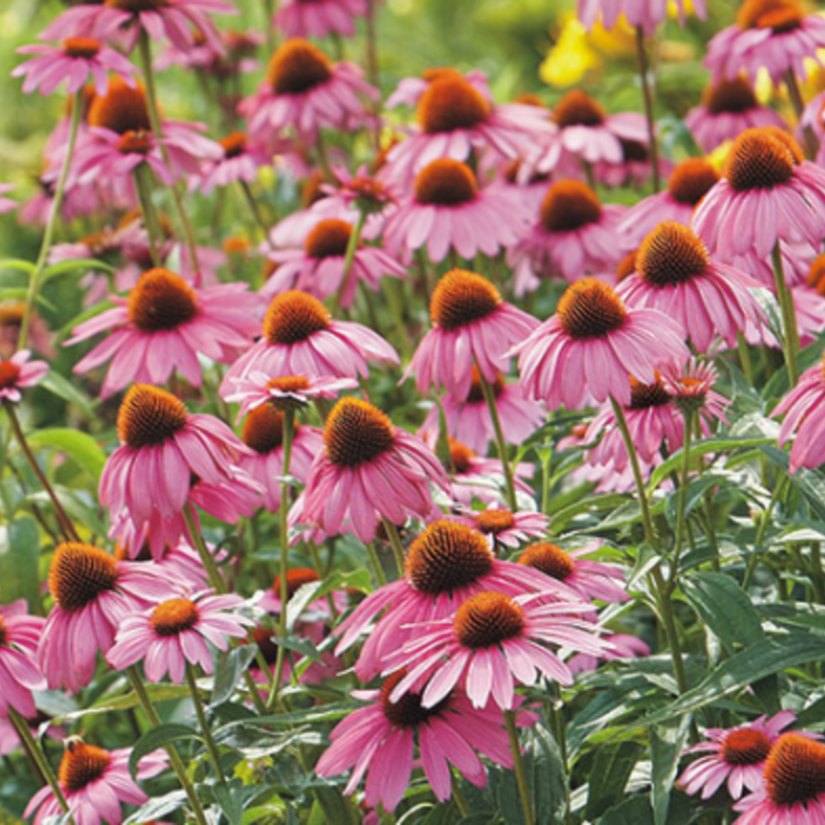 Seed Packet- Strength in Echinacea Flower Tarot Garden + Gift