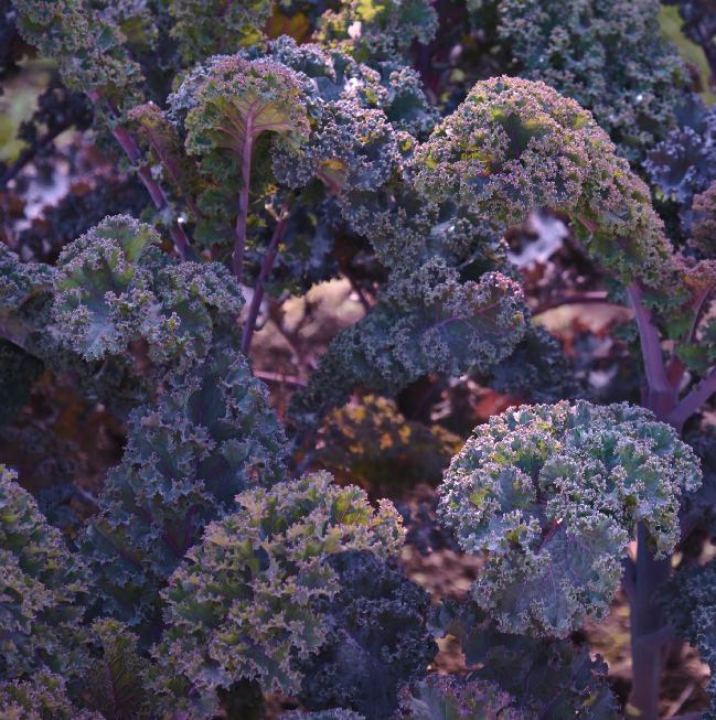 Seed Packet- Scarlet Kale Tarot Garden + Gift