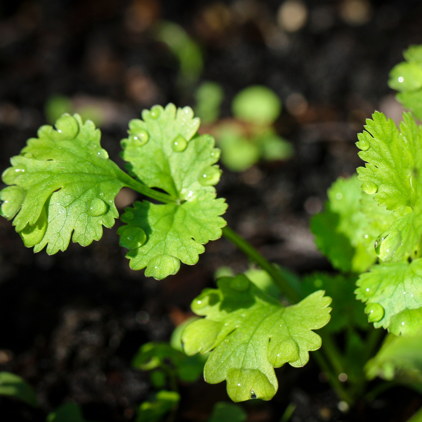 Cilantro Coriander Tarot Seed Packet