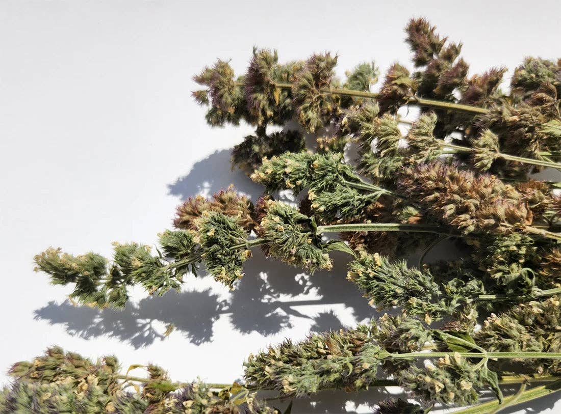 Nip Buds: Catnip Flower Buds with grinder