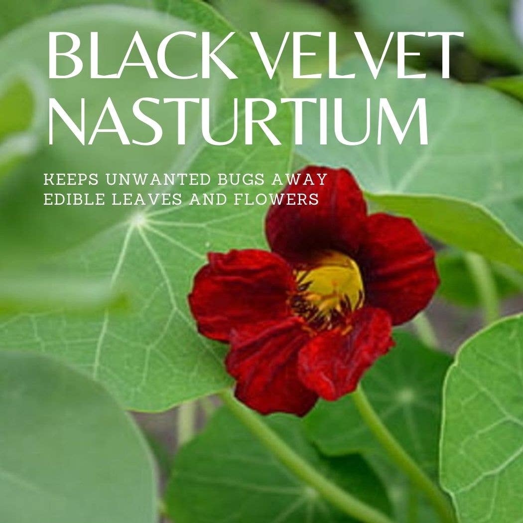 Seed Packet- Black Velvet Nasturtium Tarot Garden + Gift