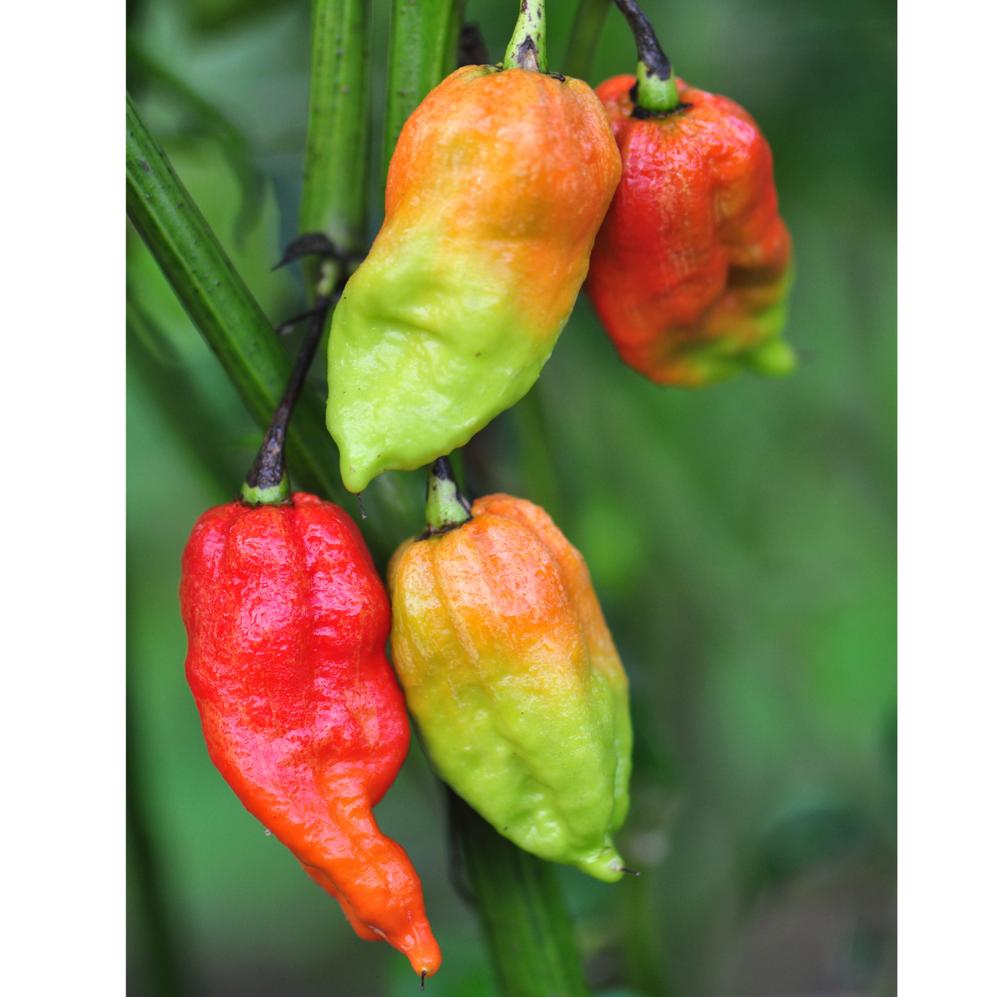 Ghost Pepper Tarot Garden + Gift Seed Packet