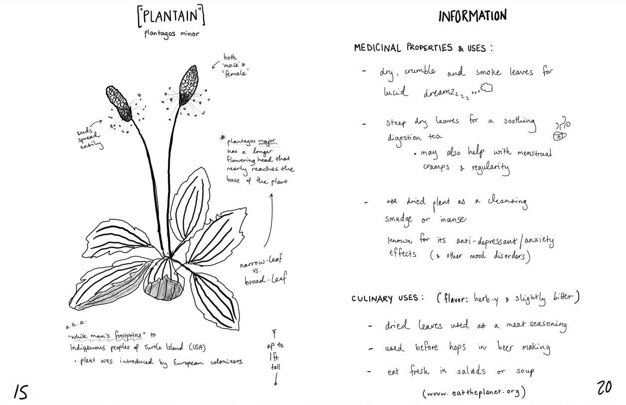 Herbs & Plants for Food & Medicine: Field Kitchen Guide Zine