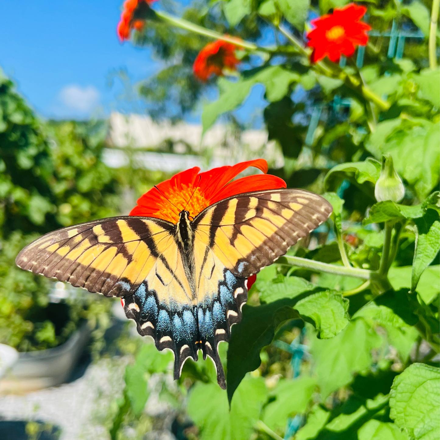 Seed Packet- Mexican Sunflower Tarot Garden + Gift