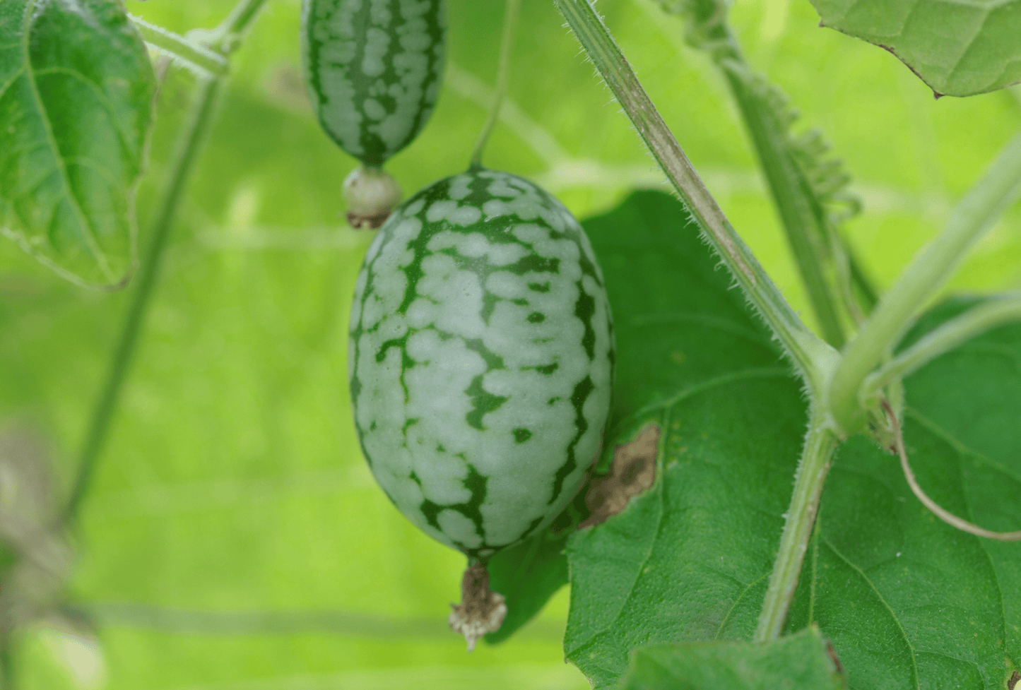 Seed Packet- Mexican Sour Gherkin Cucumber Garden + Gift