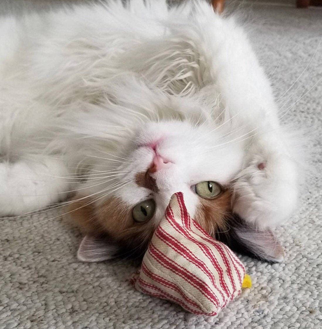 Catnip Chickens