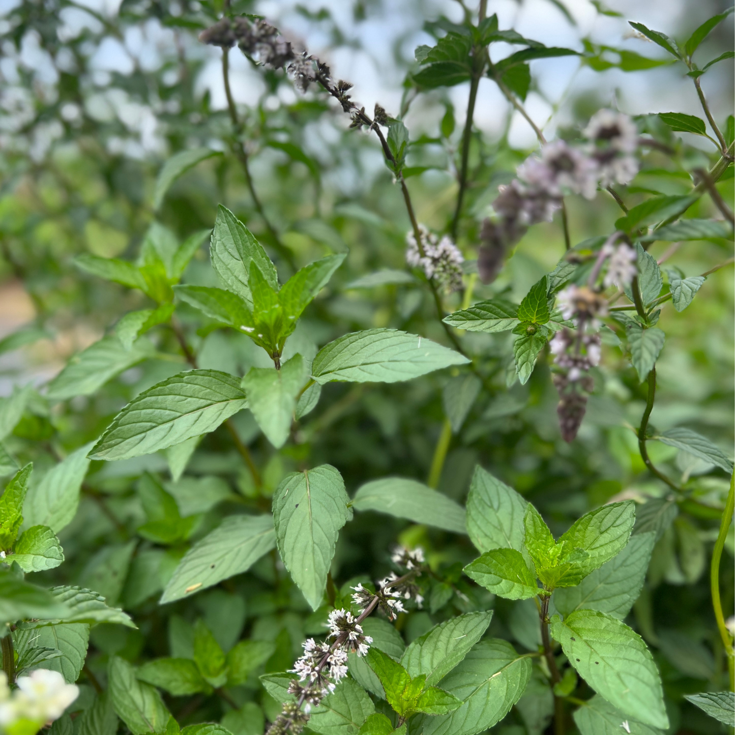 Seed Packet- Peppermint Tarot Garden + Gift