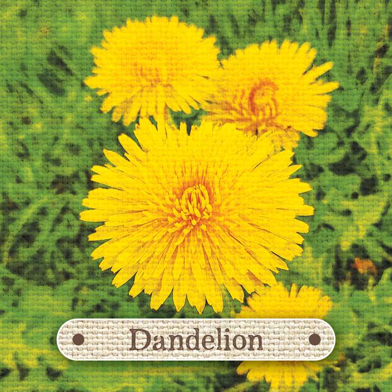 Apothecary Flashcards by Nicola McIntosh