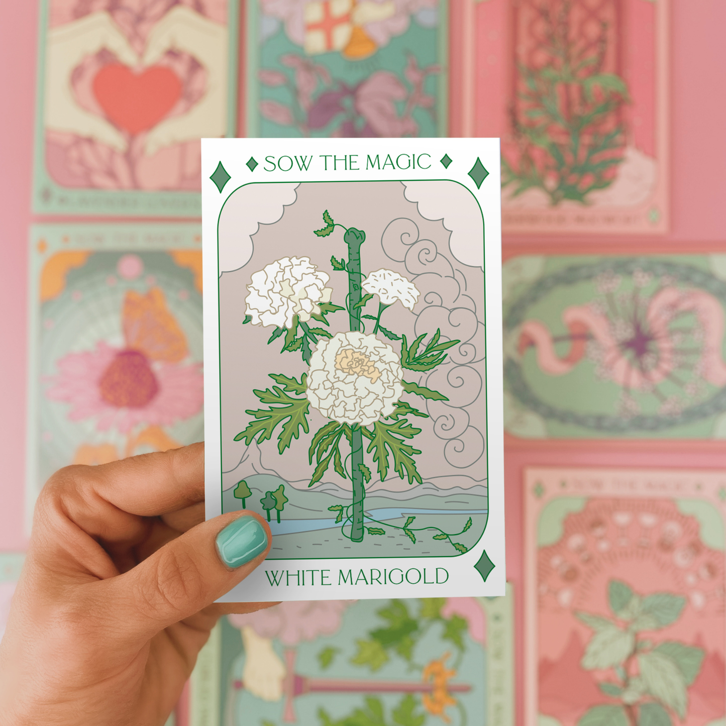 Seed Packet- White Marigold Flower