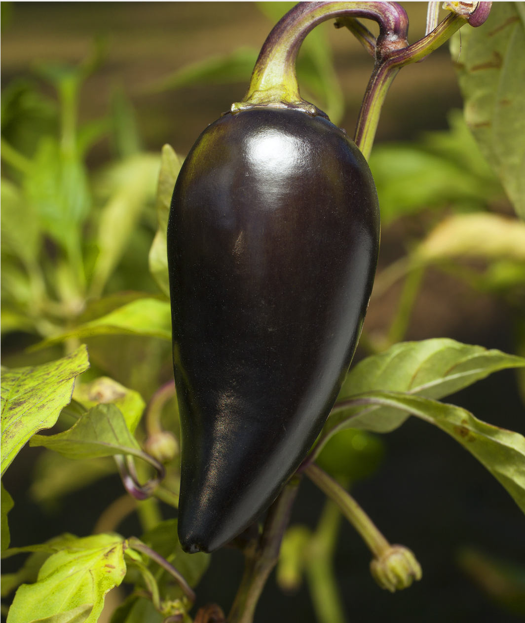 Seed Packet- Black Hungarian Jalapeño Tarot Garden + Gift