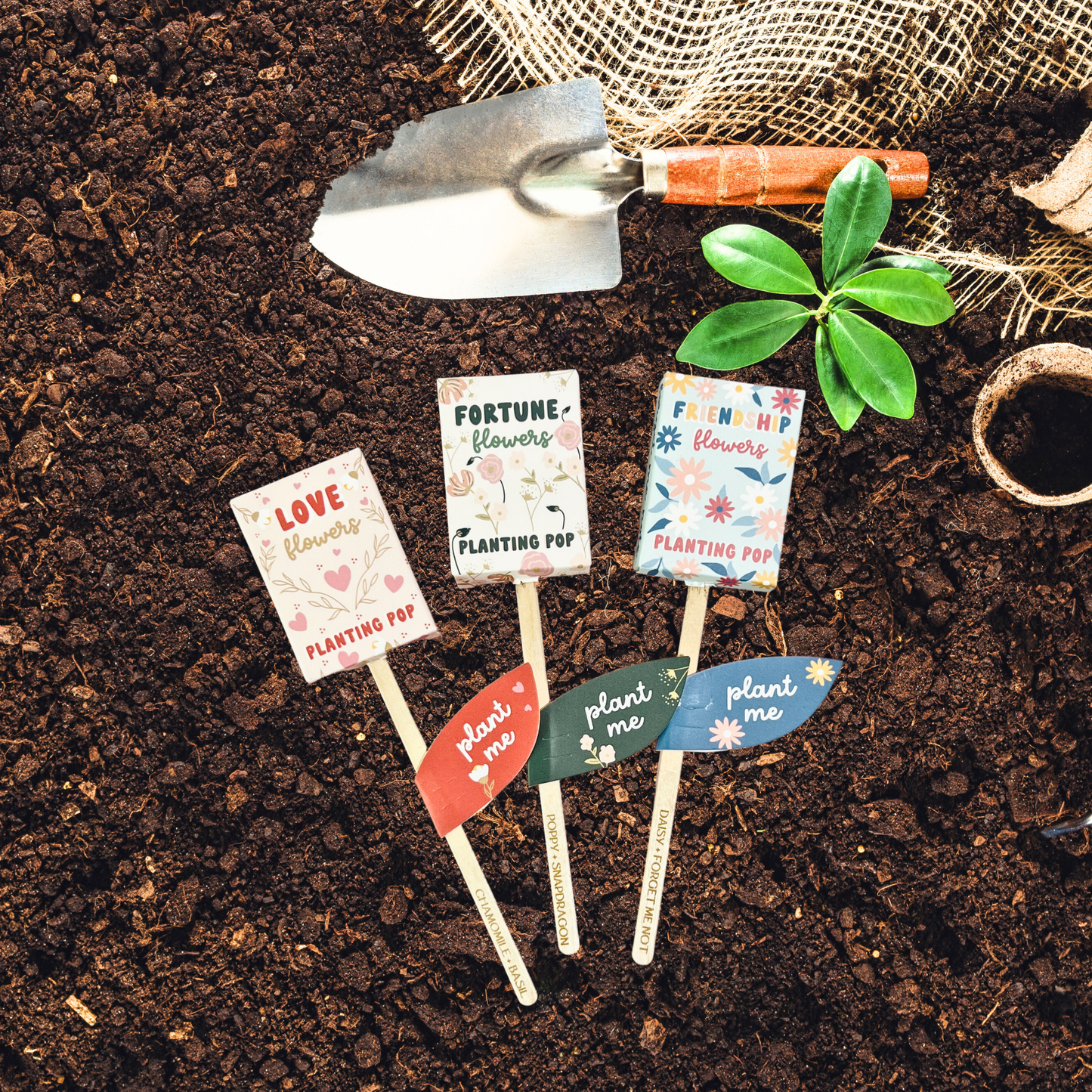 Planting Pop - Friendship Flowers