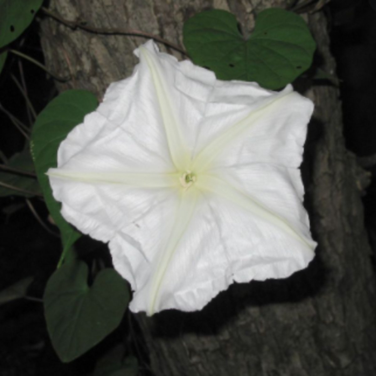 Seed Packet- Moonflower Garden + Gift