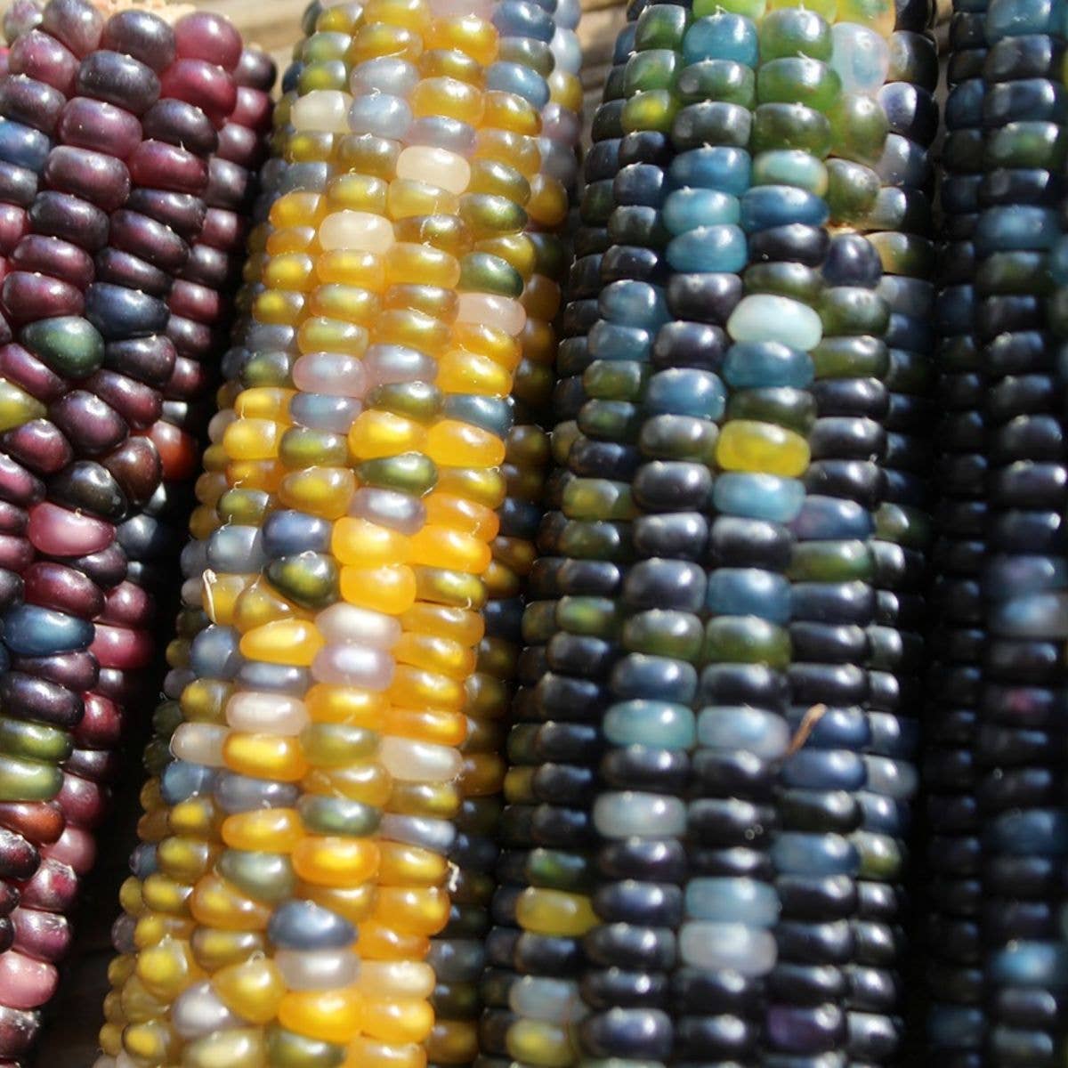 Glass Gem Corn Tarot Garden + Gift Seed Packet