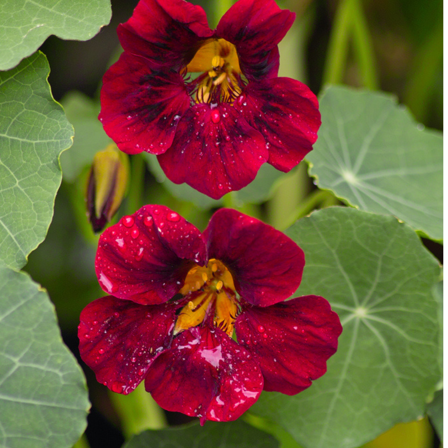 Seed Packet- Black Velvet Nasturtium Tarot Garden + Gift