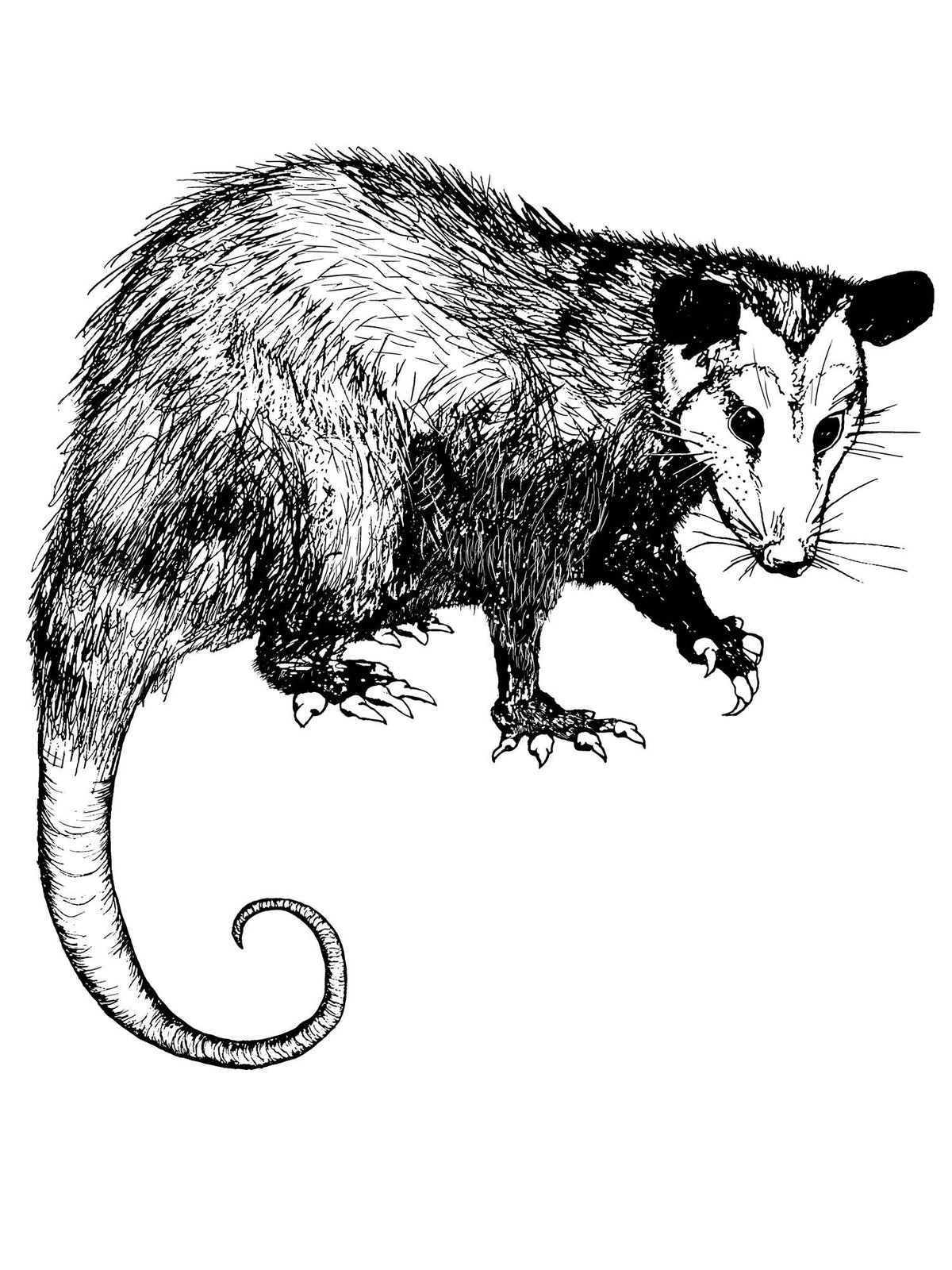 Opossum Maisie Heavyweight Muscle Tee