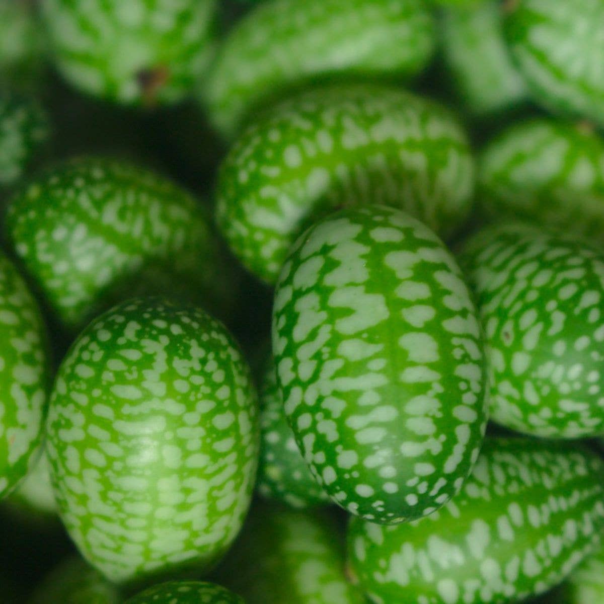Seed Packet- Mexican Sour Gherkin Cucumber Garden + Gift