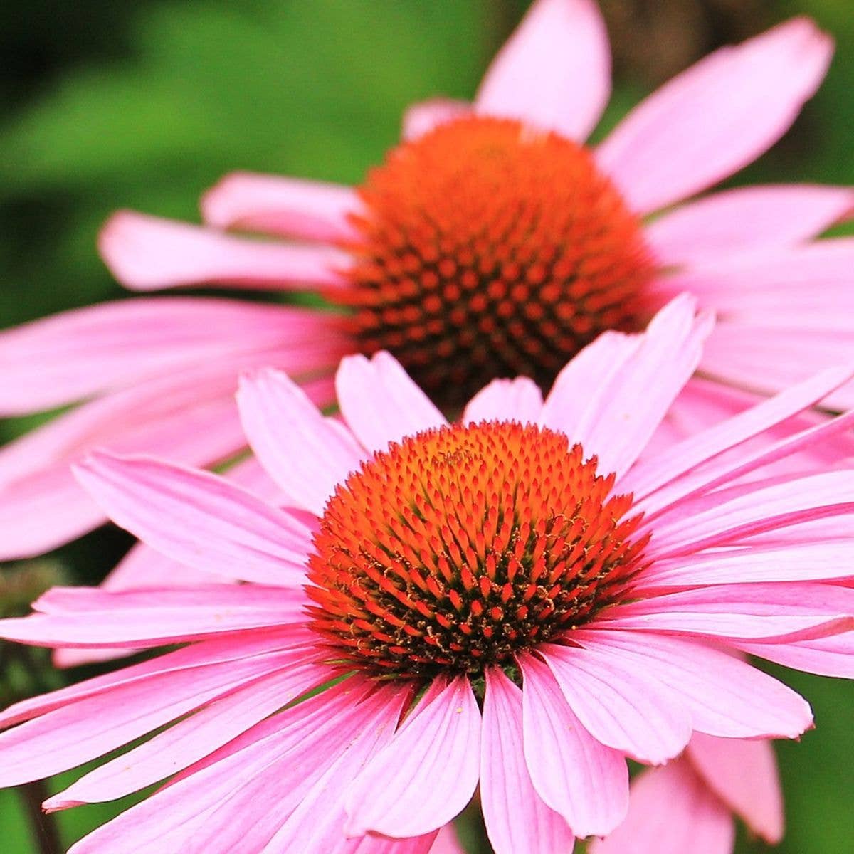Seed Packet- Strength in Echinacea Flower Tarot Garden + Gift