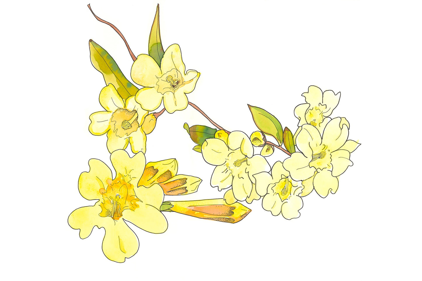 Flora Series by Katie Chance - 2