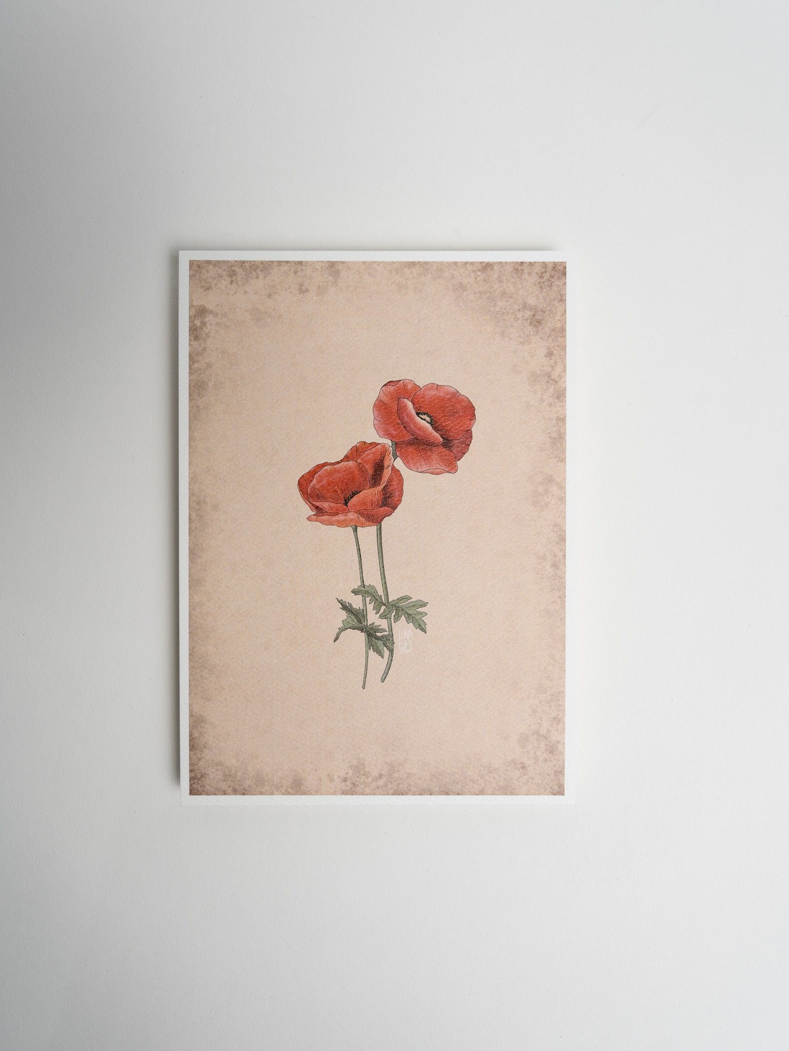 Art Print - Red Poppy - 2