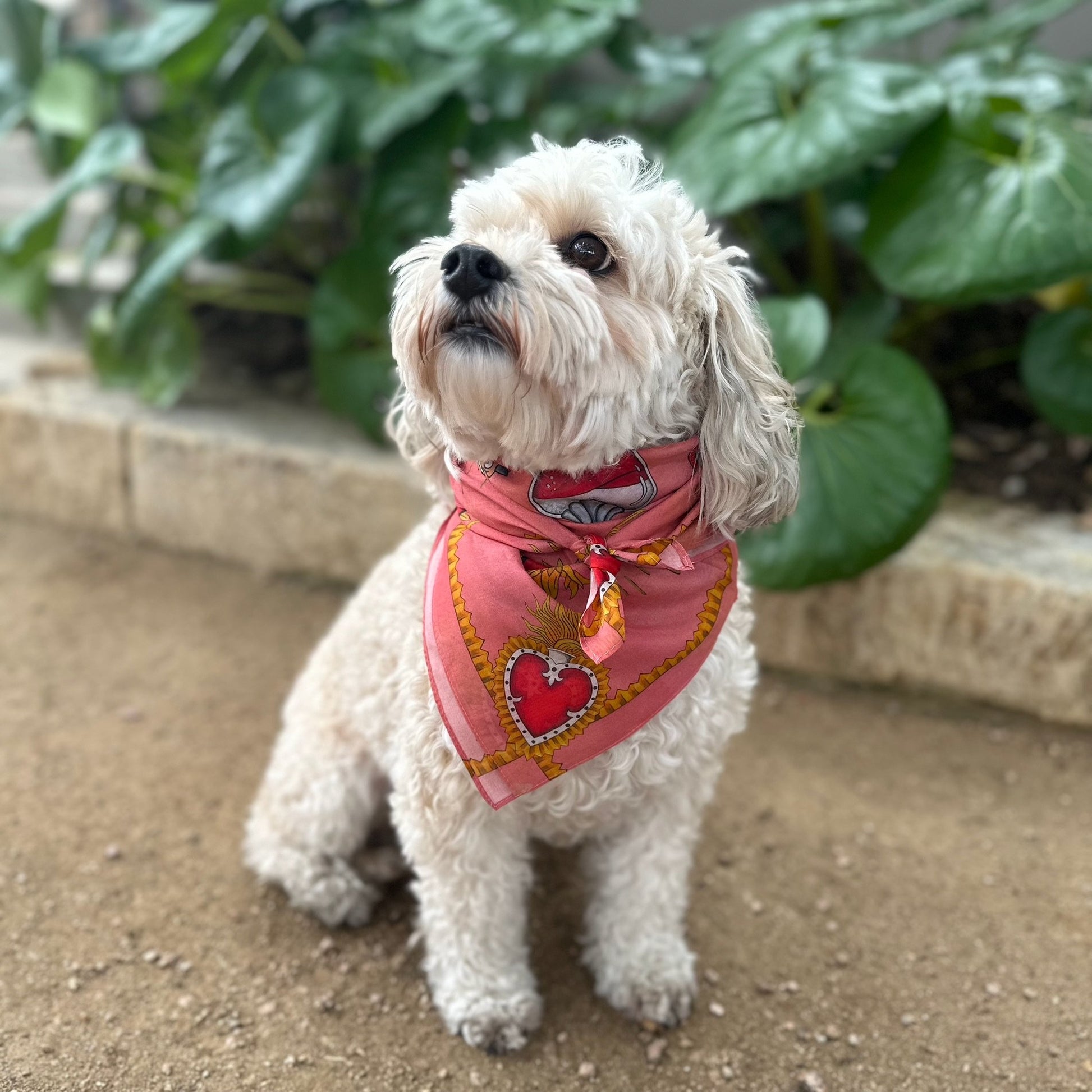 Sacred Heart Scarf, Warm Blush, 26", Cotton Silk Blend - 4