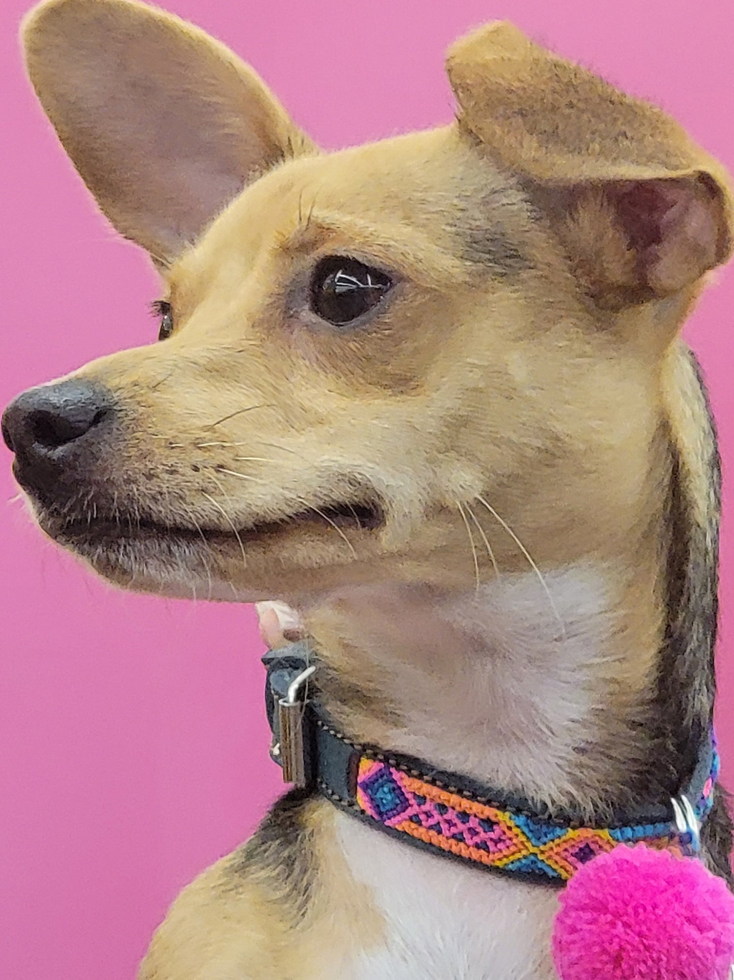 XS Dog Collar - Any Color