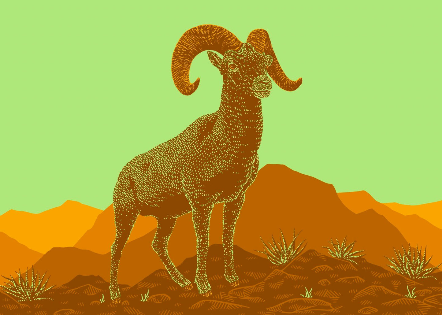 Texas Bighorn Sheep
