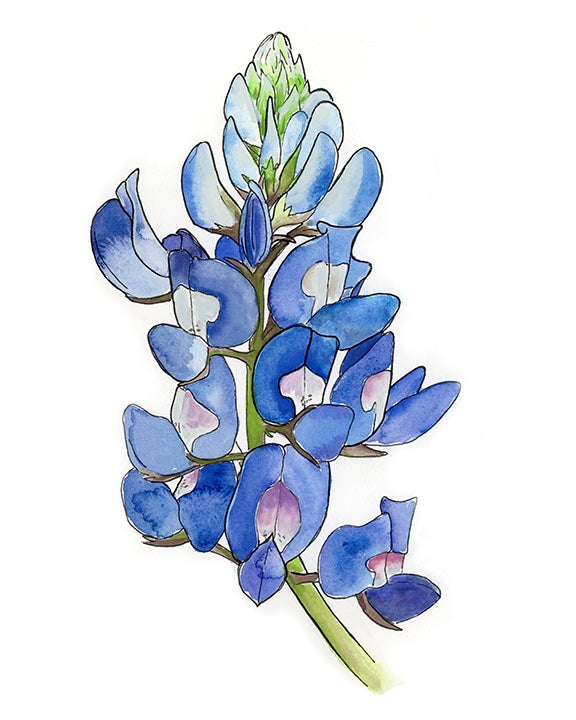 65b2bb63f348b87cbe1f70aa_bluebonnet-study-low-res_1770830056224.jpg