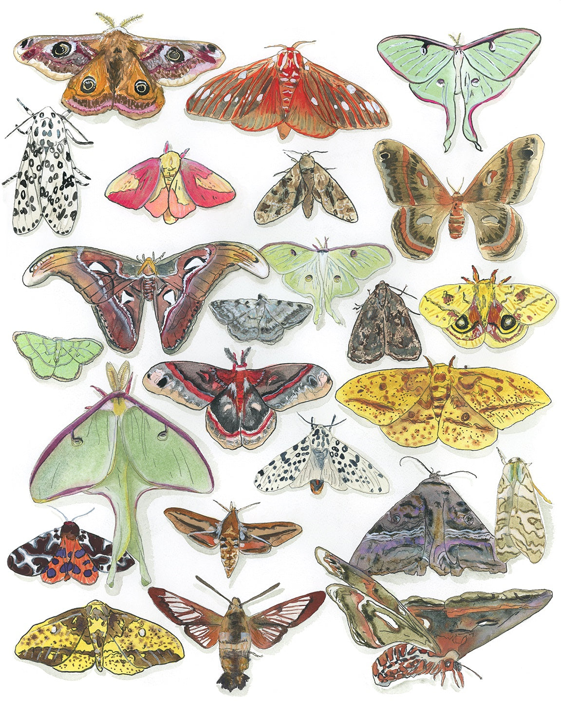 65b2bb63f348b87cbe1f70aa_moths_1790956909892.jpg