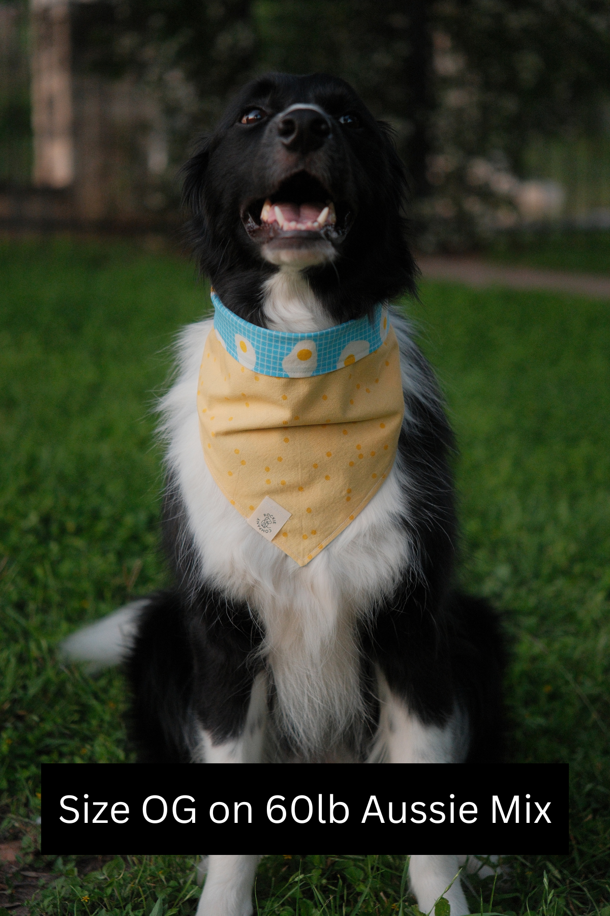 65b2bb63f348b87cbe1f70aa_rev-yellowpolkadot_1779208555827.png