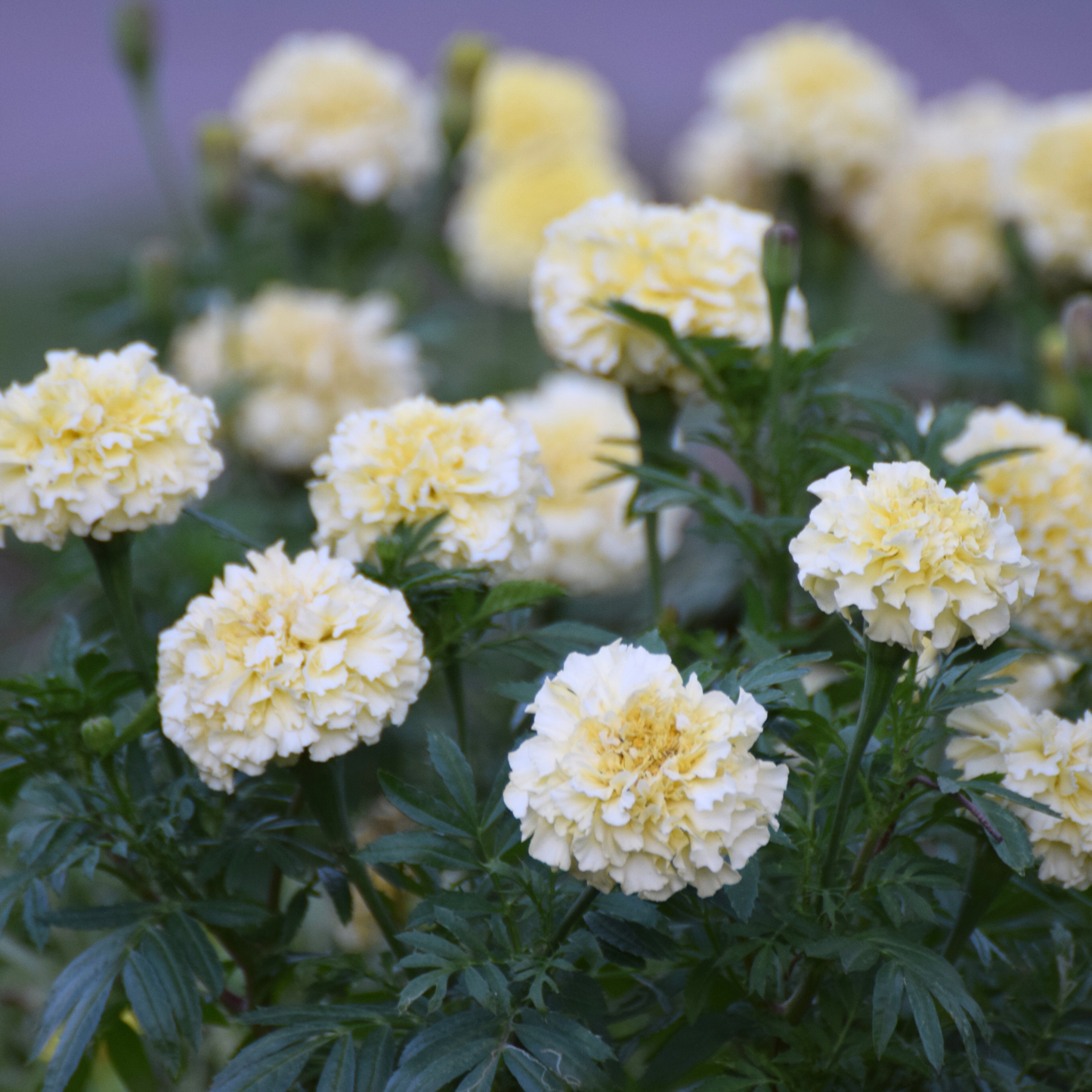 Seed Packet- White Marigold Flower