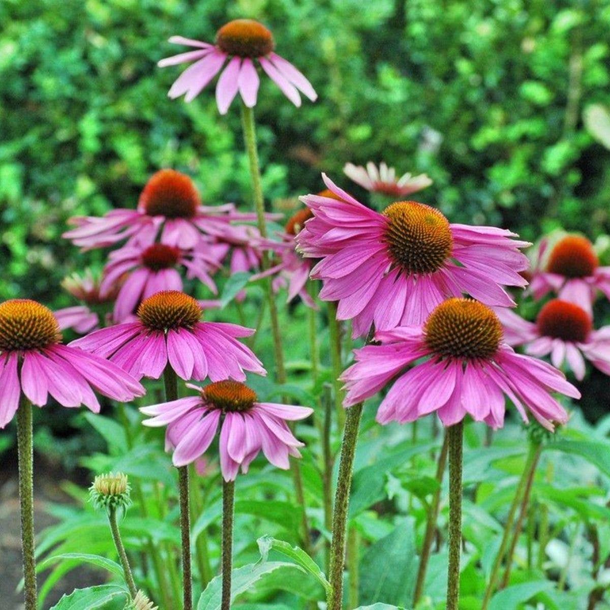 Seed Packet- Strength in Echinacea Flower Tarot Garden + Gift