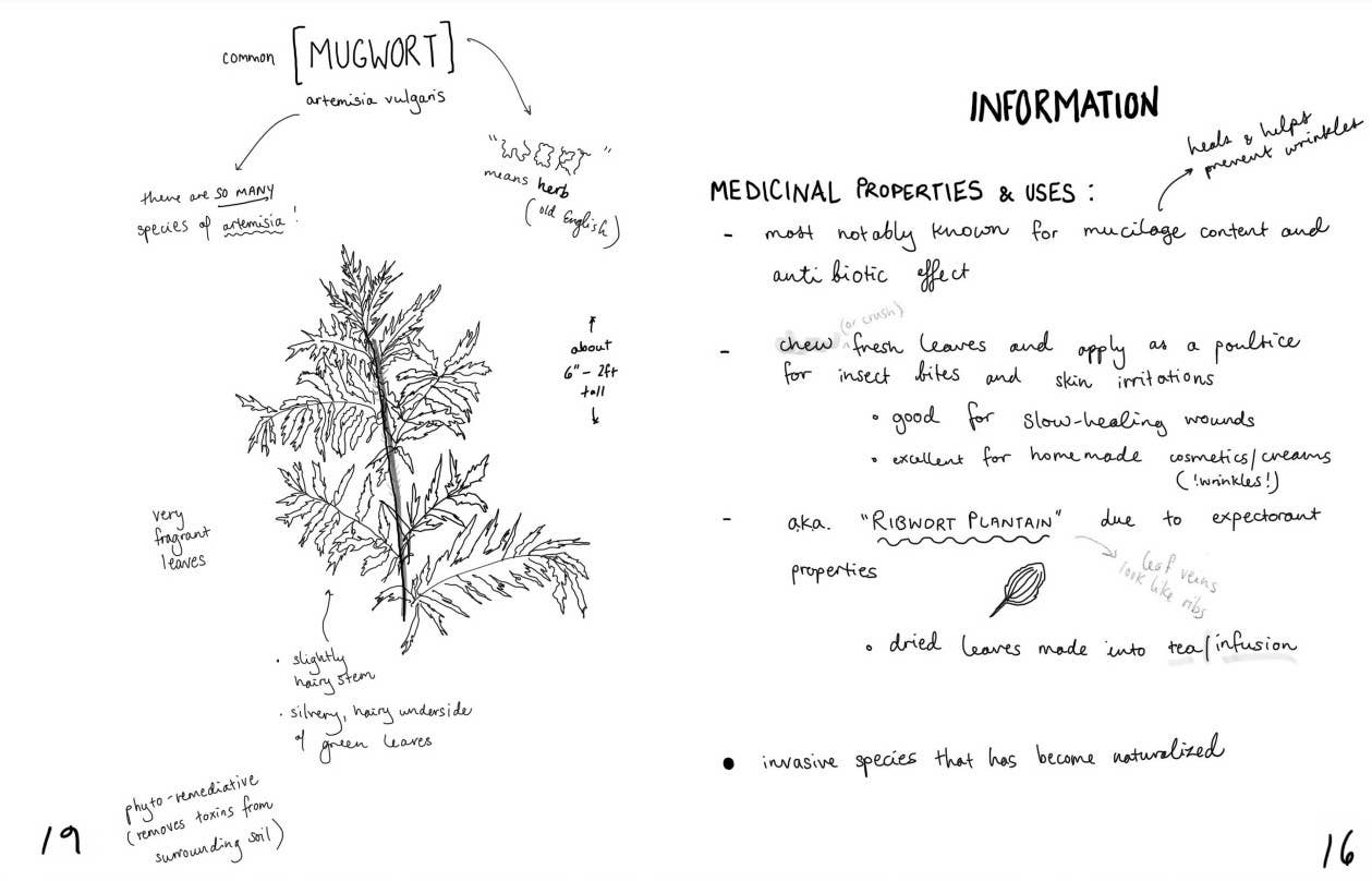Herbs & Plants for Food & Medicine: Field Kitchen Guide Zine