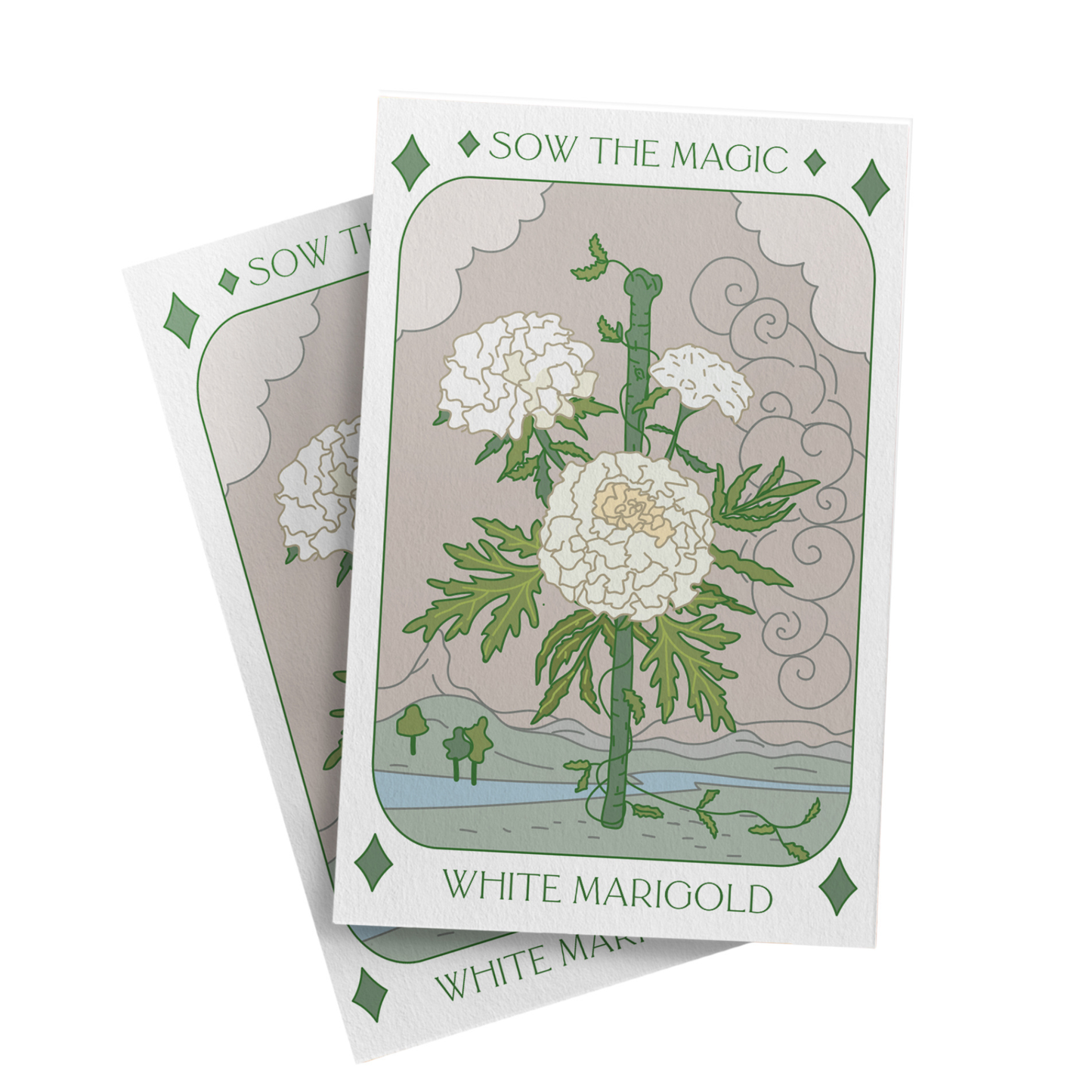 Seed Packet- White Marigold Flower
