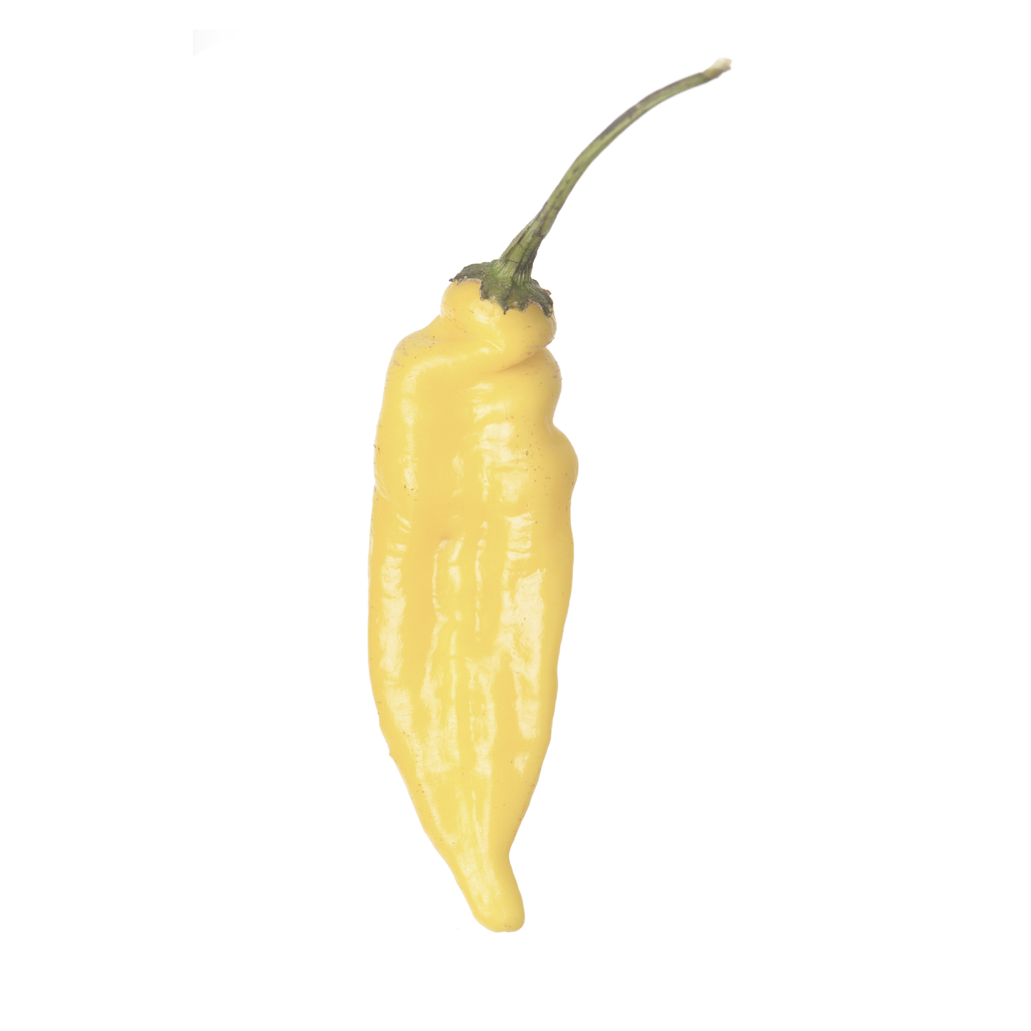 Seed Packet- Lemon Drop Pepper Tarot Garden + Gift