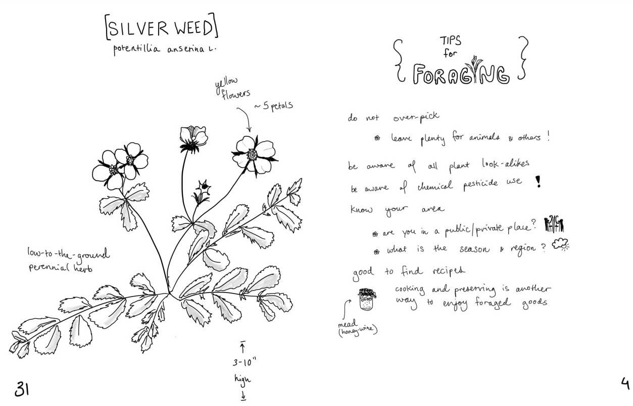 Herbs & Plants for Food & Medicine: Field Kitchen Guide Zine
