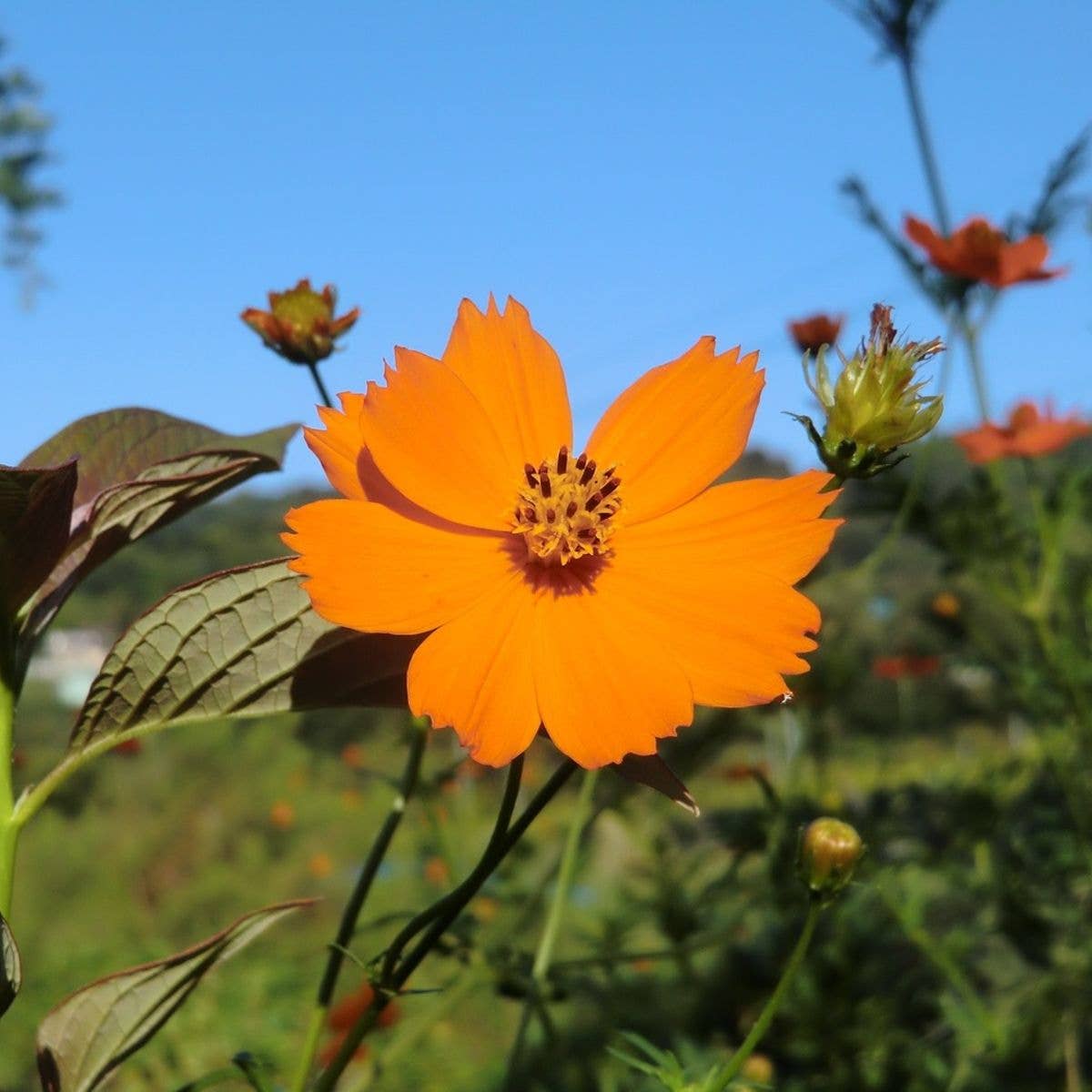 Seed Packet- Diablo Cosmos Tarot Garden + Gift