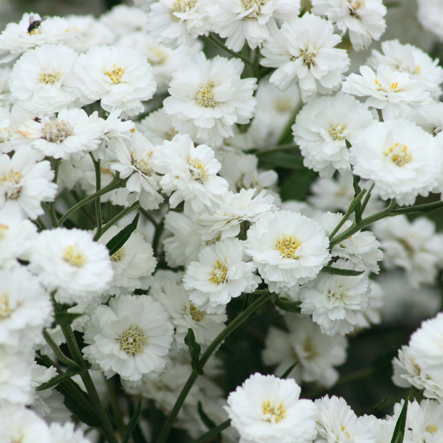 Pearl Yarrow Tarot Garden + Gift Seed Packet