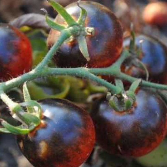 Seed Packet- Blueberries Cherry Tomato Tarot Garden + Gift