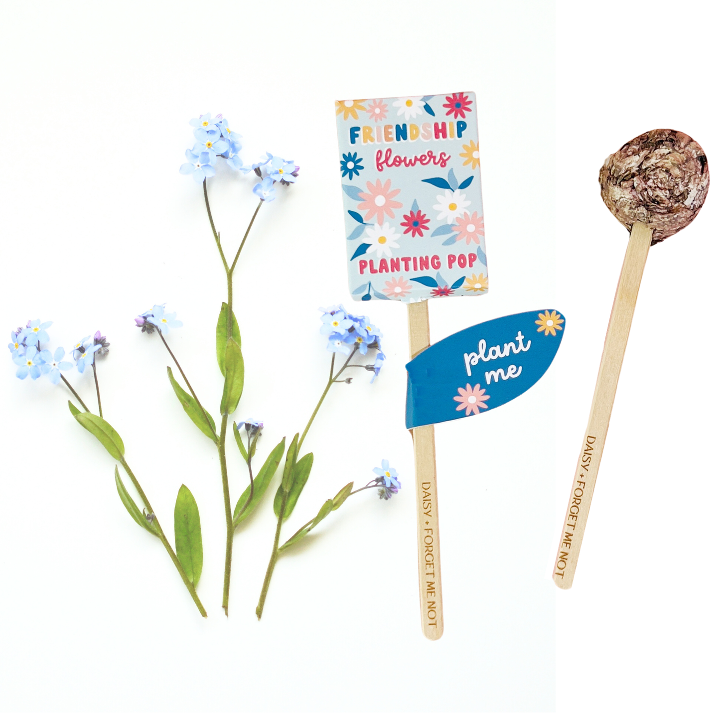 Planting Pop - Friendship Flowers