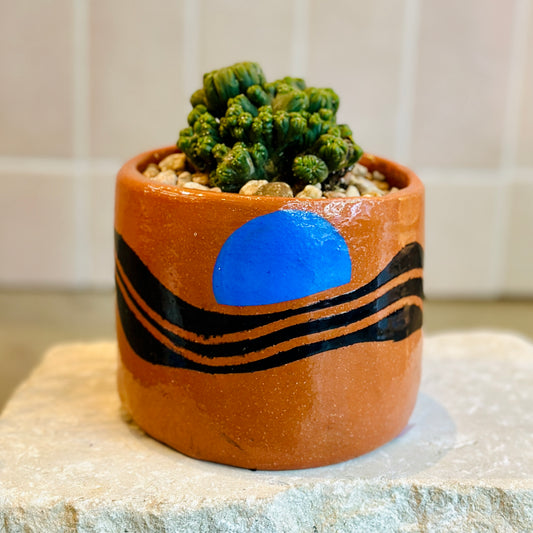 Succulent - Small brown with blue “sun” set