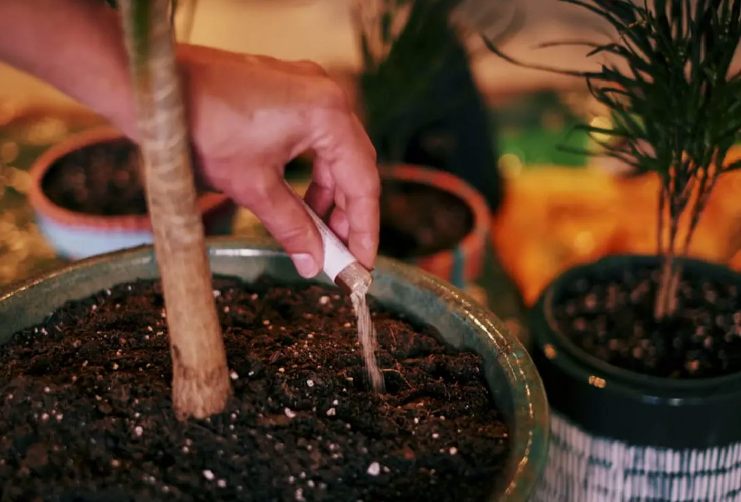 House Plant Food