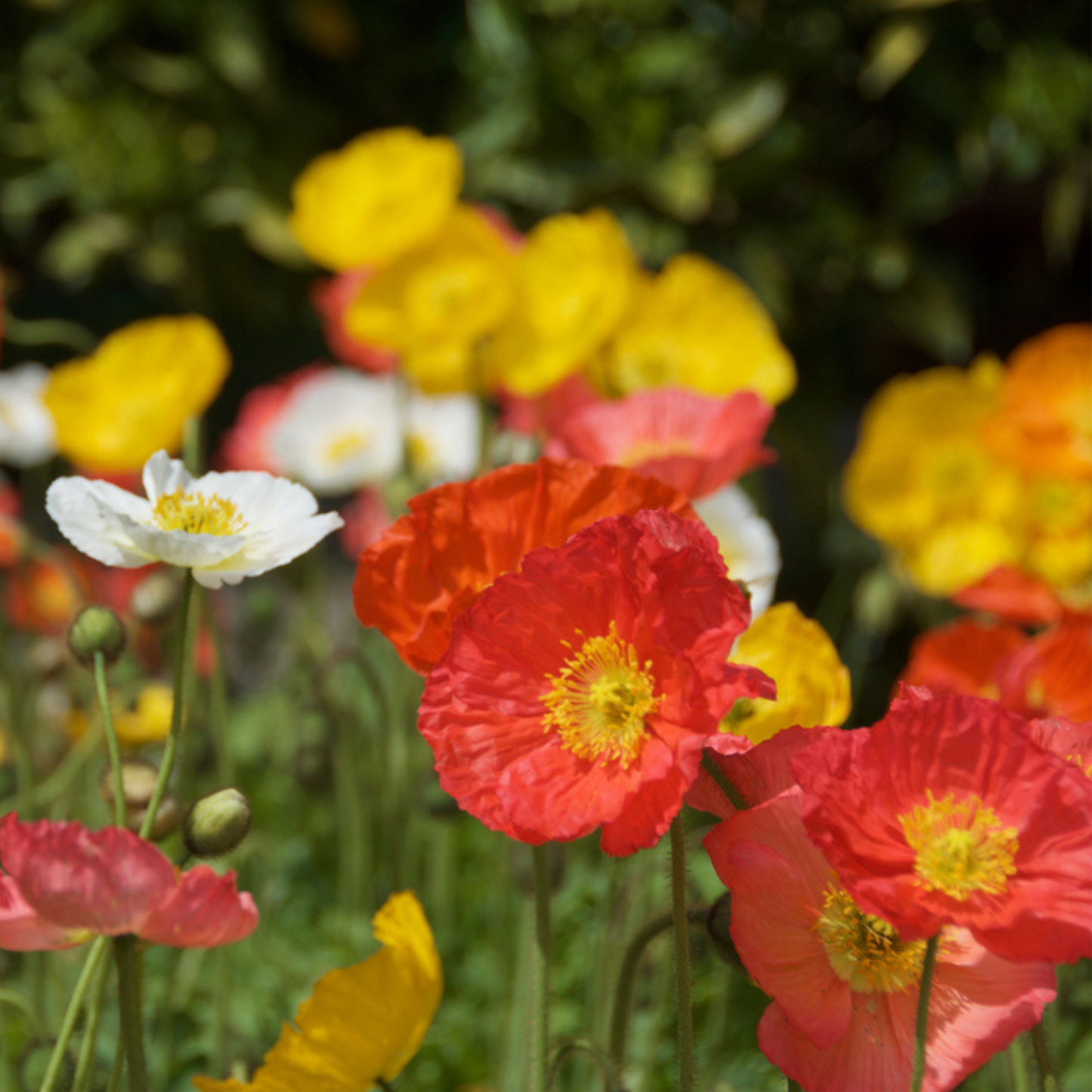 The Poppy Star Tarot Seed Packet