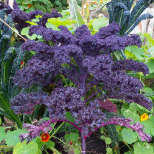 Seed Packet- Scarlet Kale Tarot Garden + Gift
