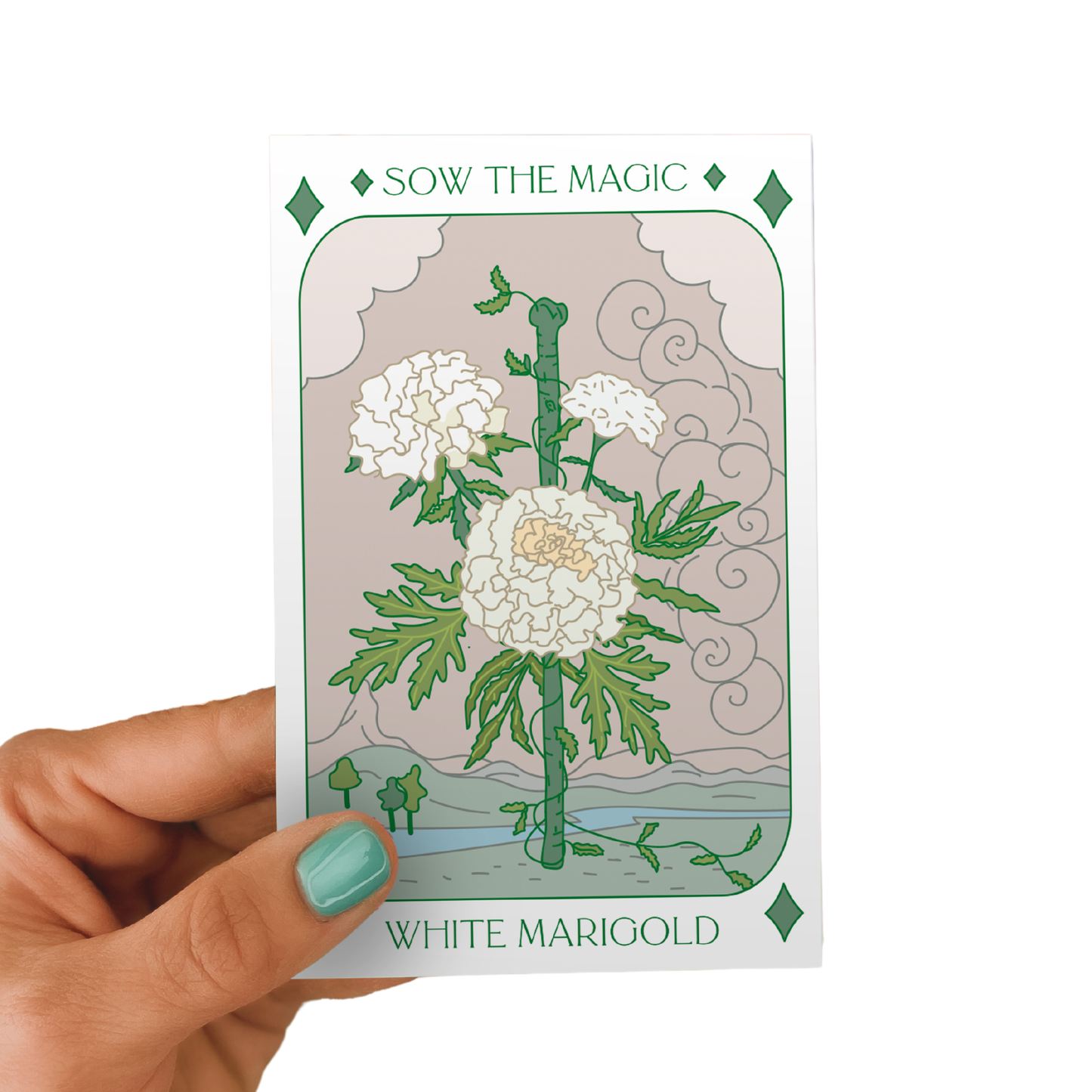 Seed Packet- White Marigold Flower