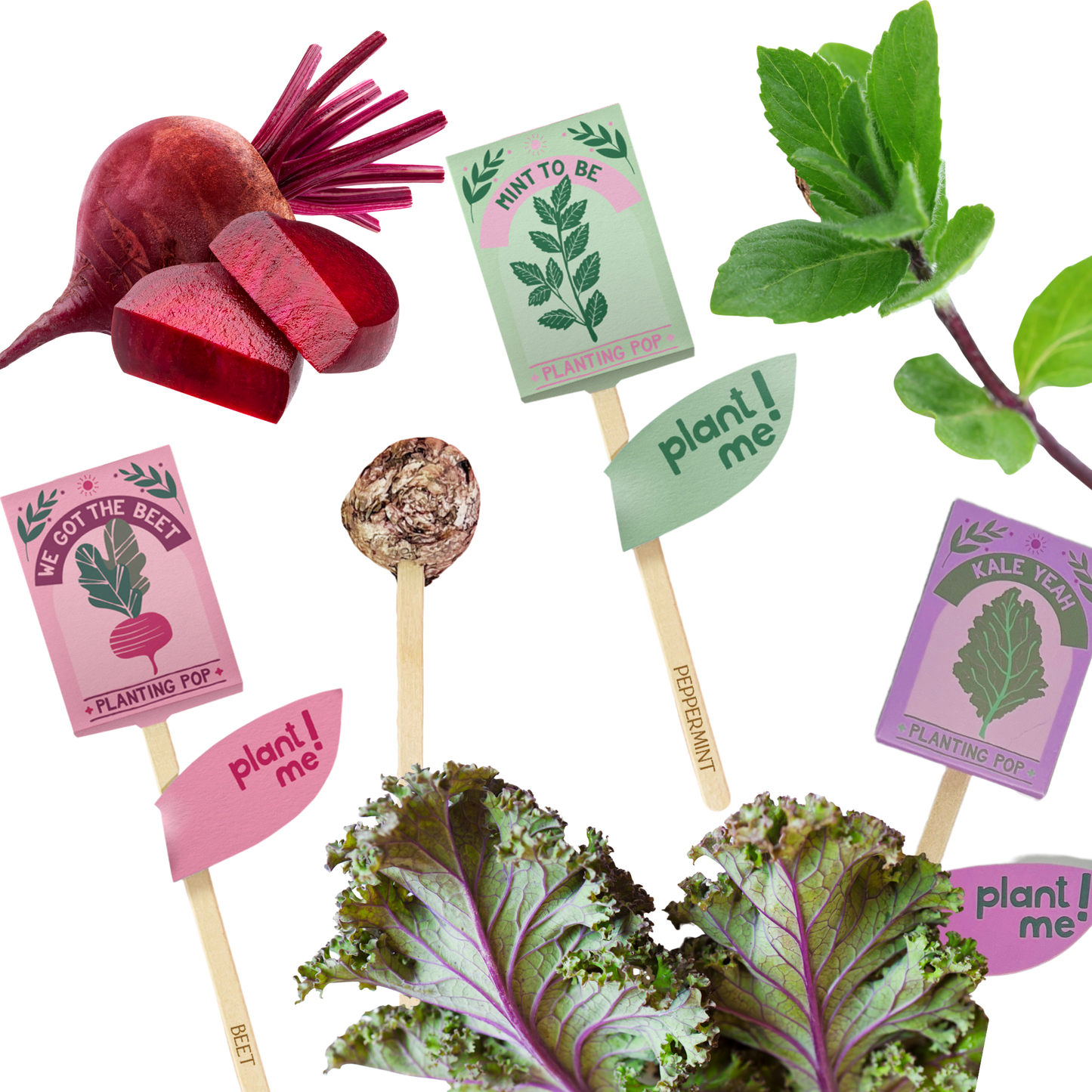 Planting Pop - Mint To Be 💚
