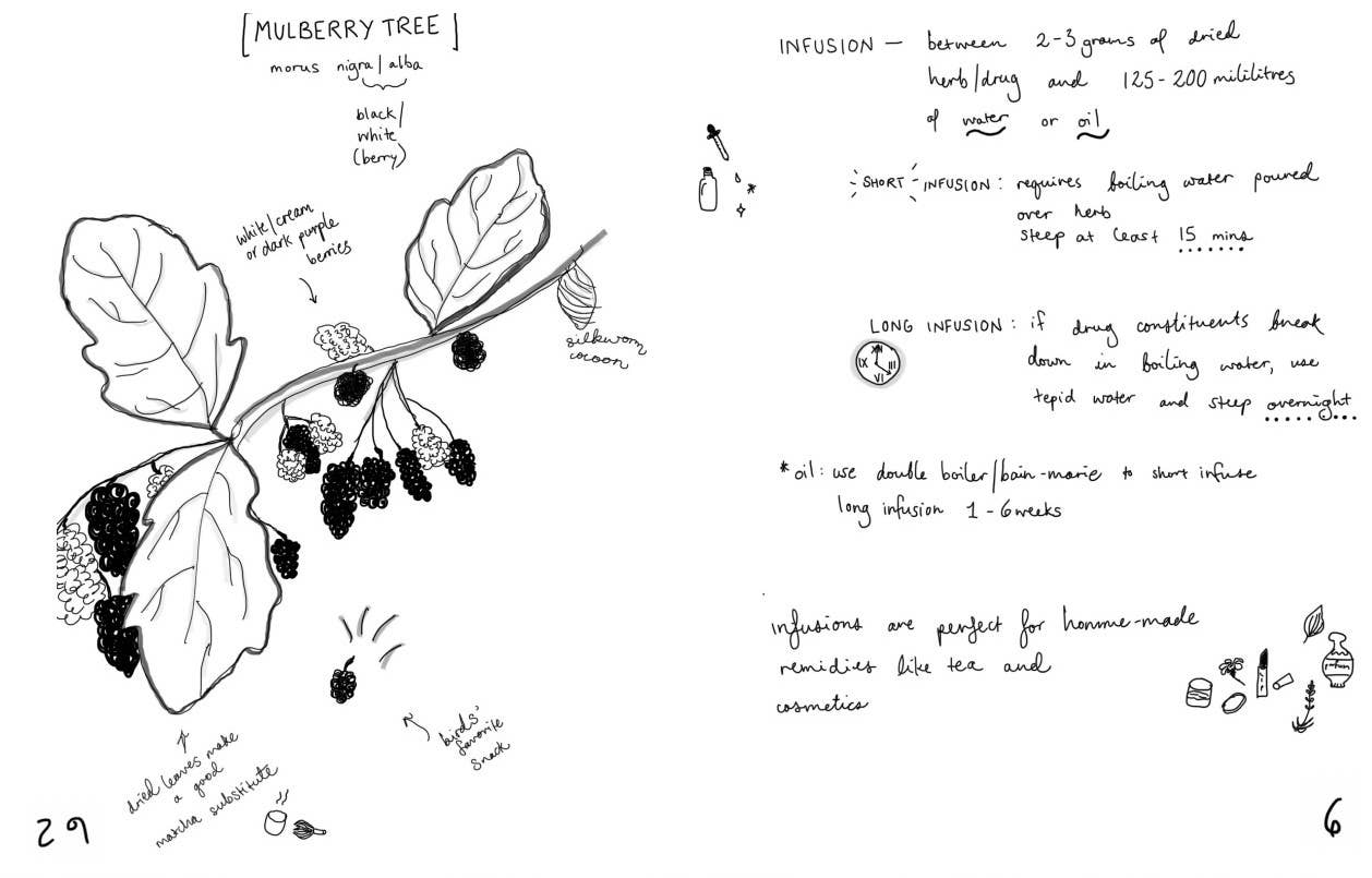 Herbs & Plants for Food & Medicine: Field Kitchen Guide Zine