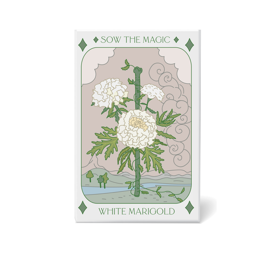 Seed Packet- White Marigold Flower