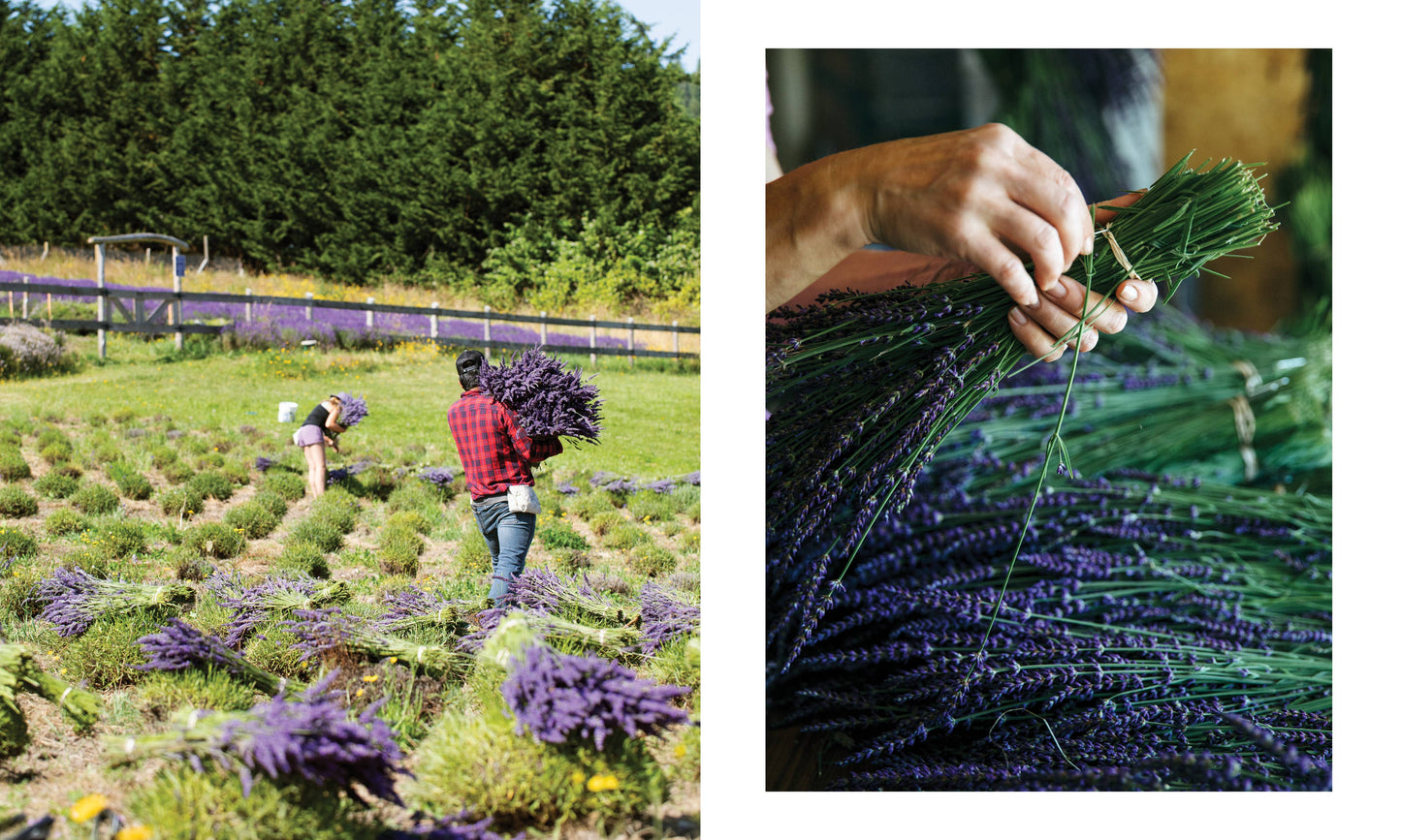 Lavender: 50 Self-Care Recipes and Projects for Wellness