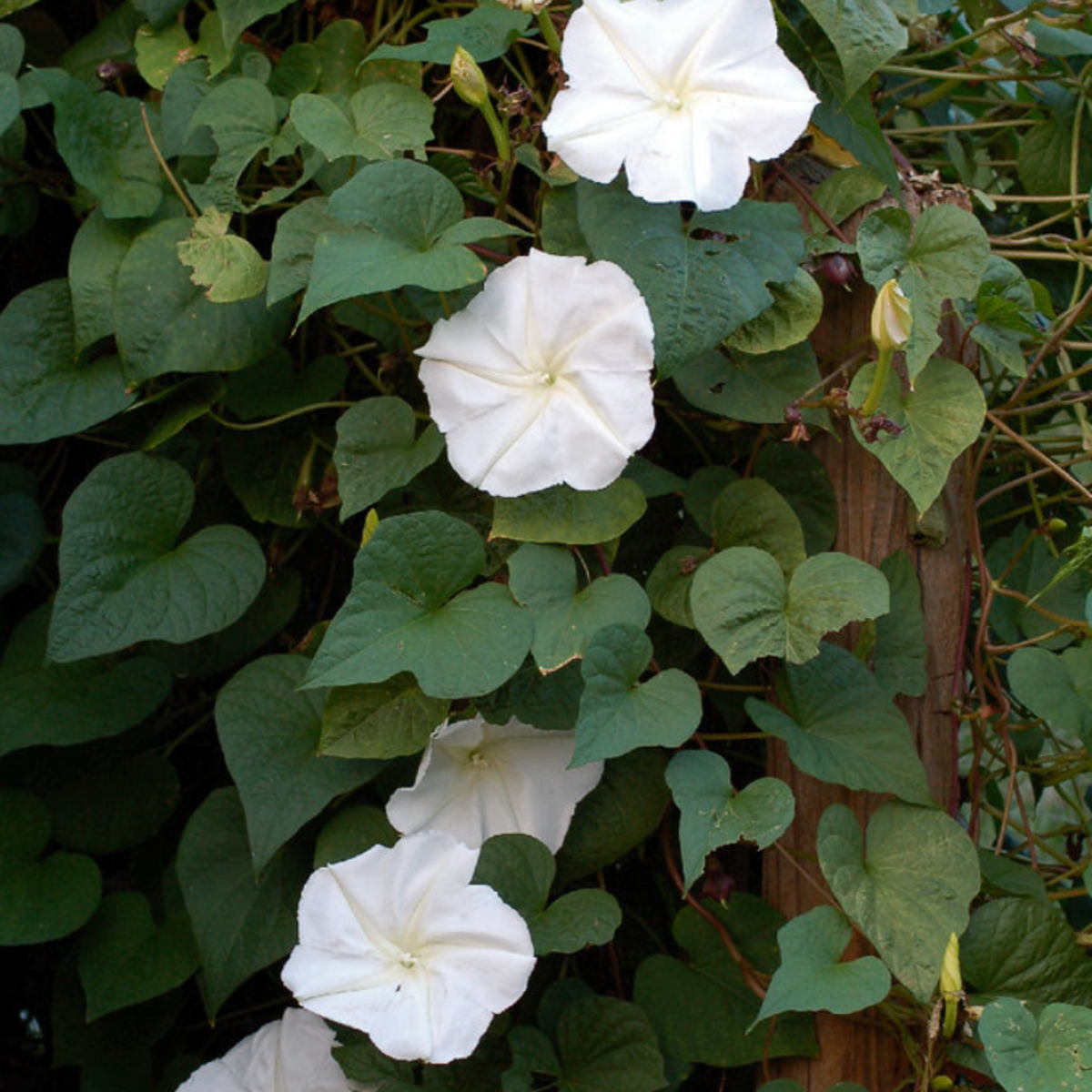 Seed Packet- Moonflower Garden + Gift